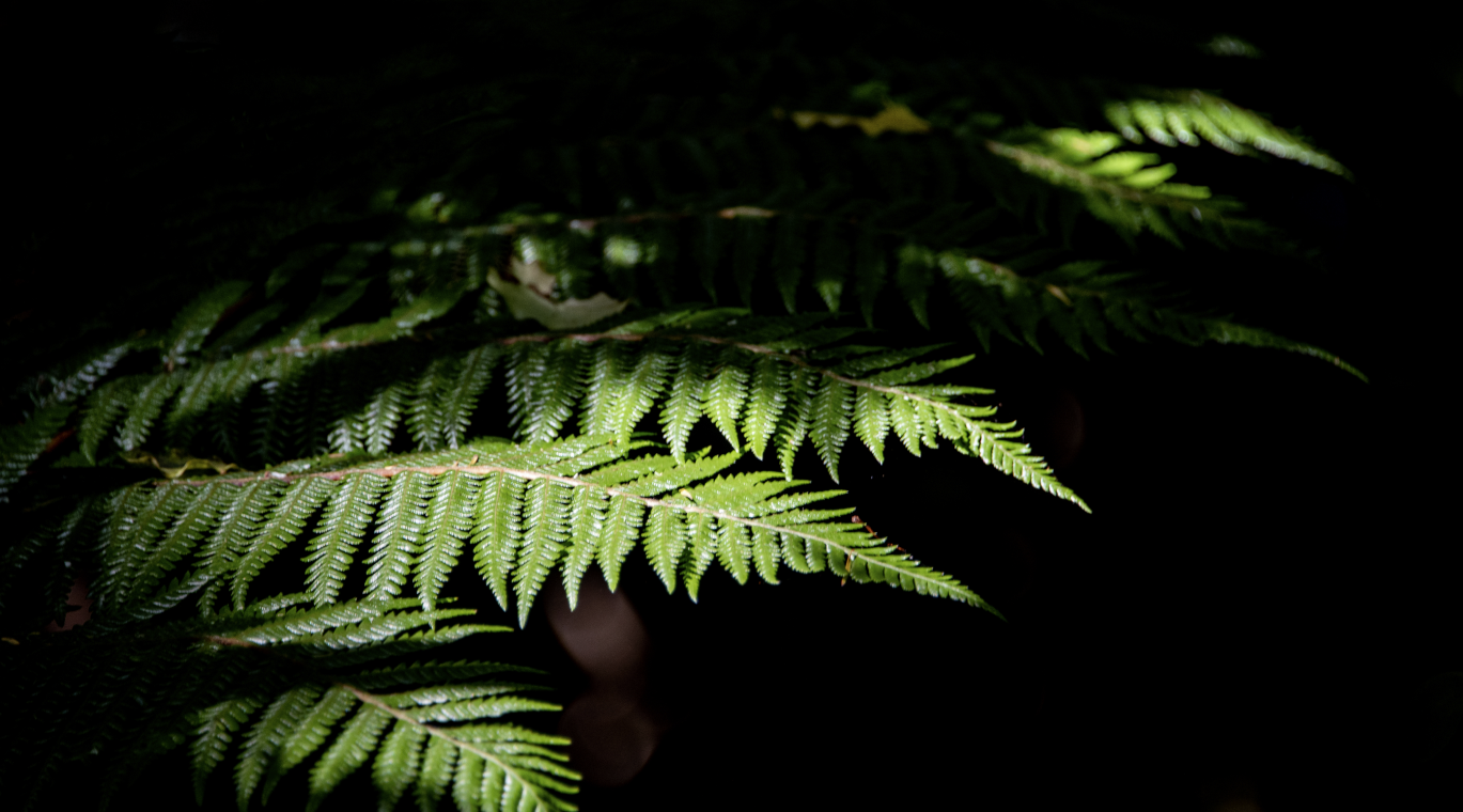 picture of a nice ferns